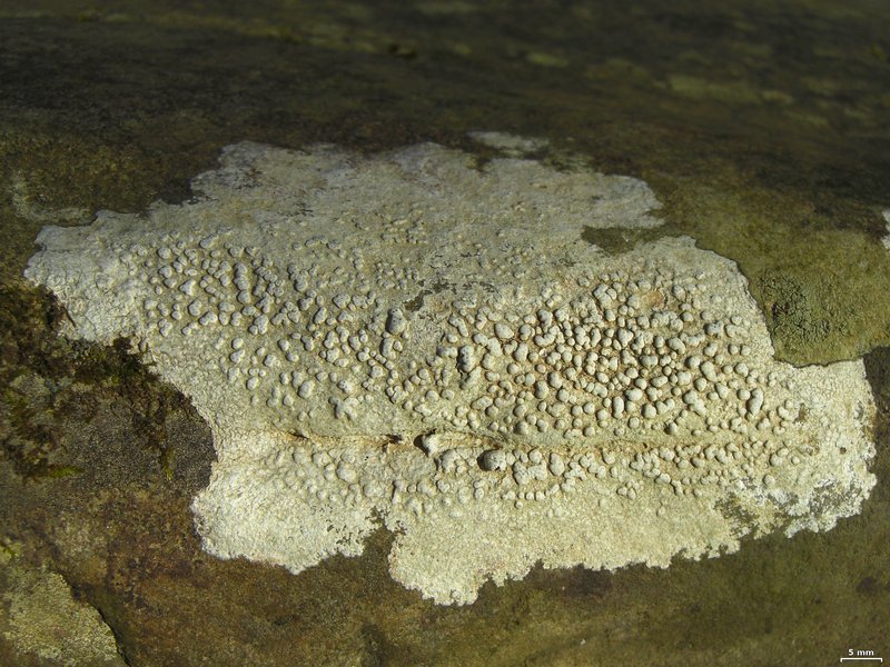 Pertusaria plittiana