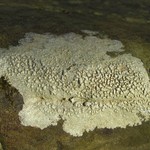 Pertusaria plittiana