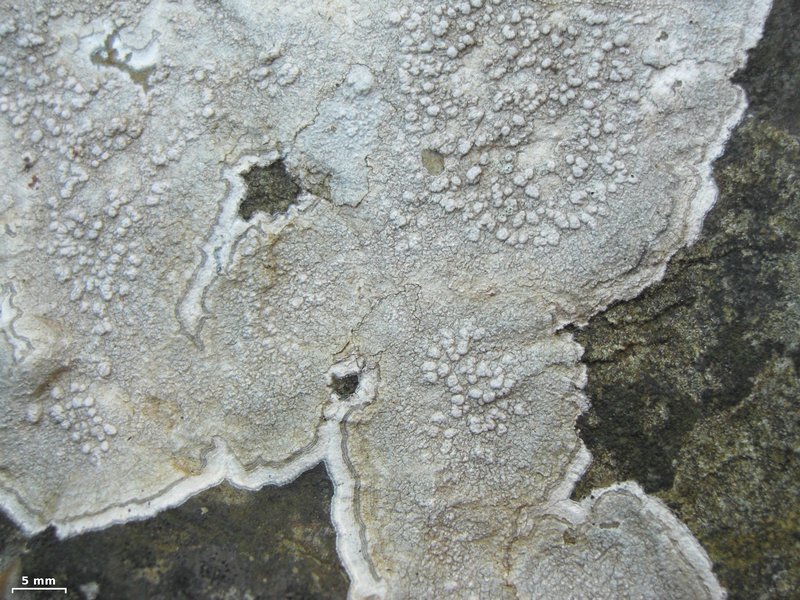 Pertusaria plittiana