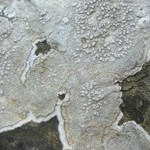 Pertusaria plittiana