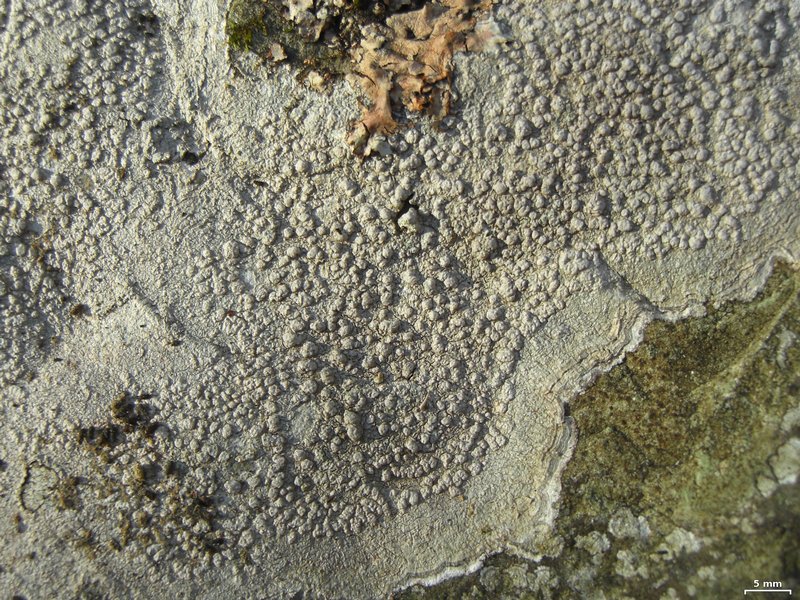 Pertusaria plittiana