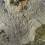 Pertusaria plittiana