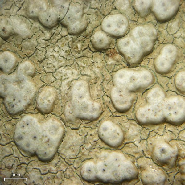 Pertusaria plittiana