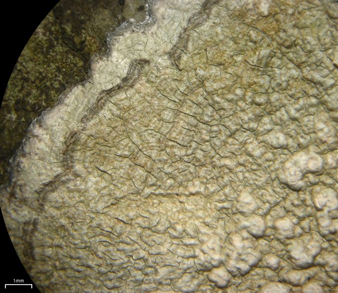 Pertusaria plittiana