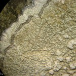 Pertusaria plittiana