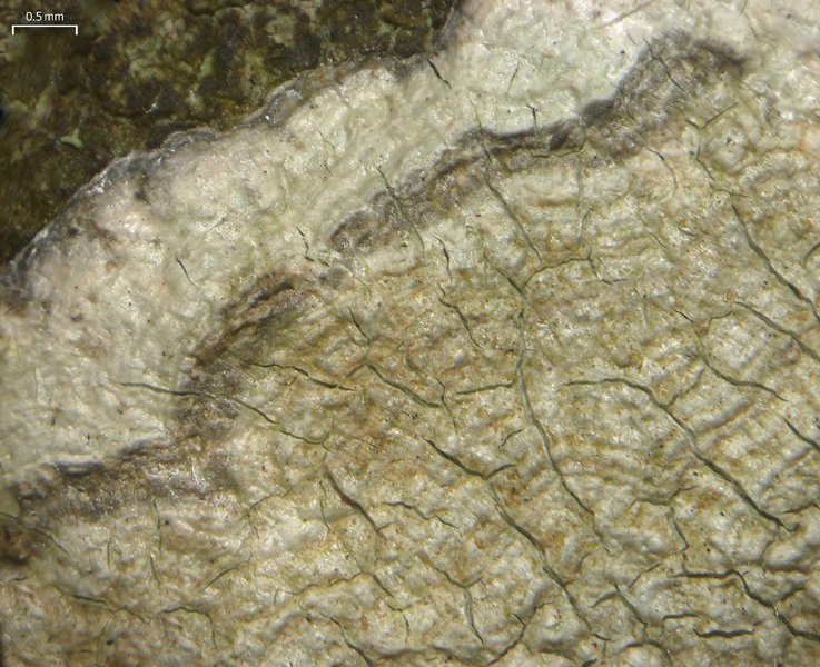 Pertusaria plittiana