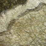 Pertusaria plittiana