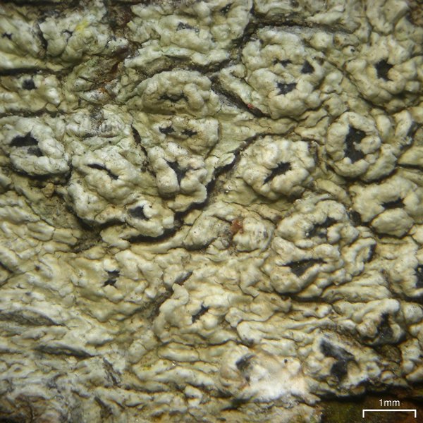 Pertusaria propinqua