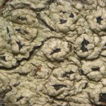 Pertusaria propinqua