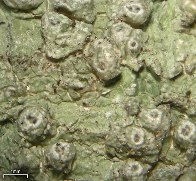 Pertusaria propinqua