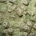 Pertusaria propinqua