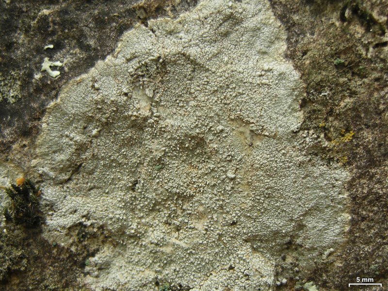 Pertusaria pseudocorallina