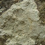 Pertusaria pseudocorallina
