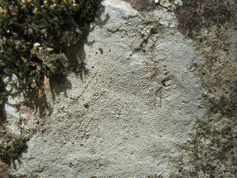 Pertusaria pseudocorallina