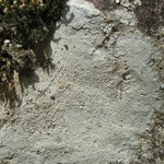 Pertusaria pseudocorallina