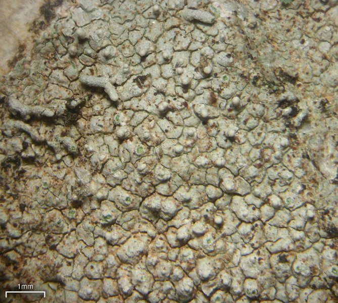 Pertusaria pseudocorallina