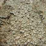 Pertusaria pseudocorallina