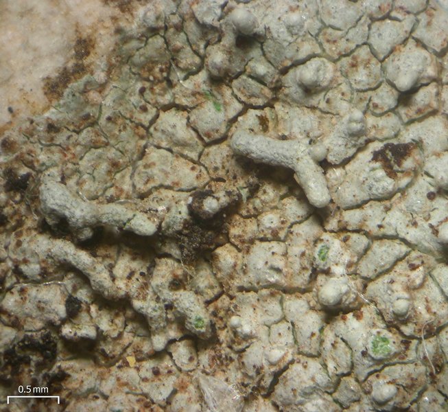 Pertusaria pseudocorallina