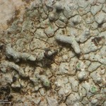 Pertusaria pseudocorallina
