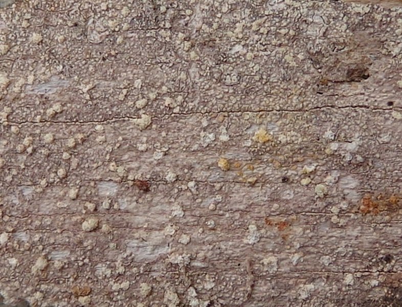 Pertusaria pupillaris