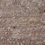 Pertusaria pupillaris