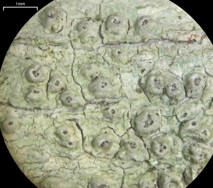 Pertusaria pustulata