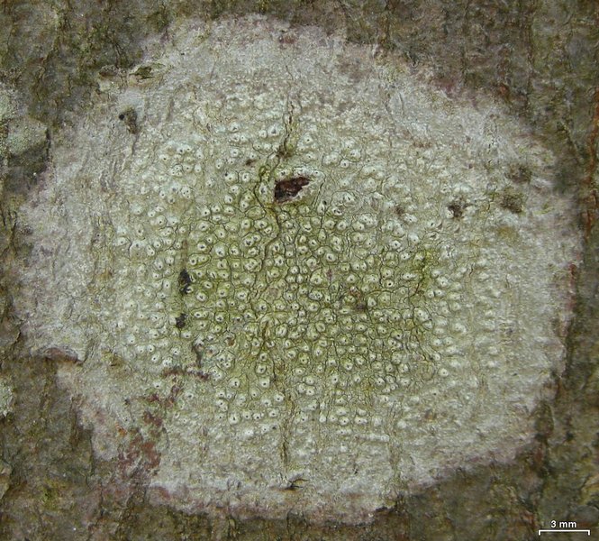 Pertusaria pustulata