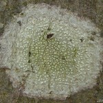 Pertusaria pustulata