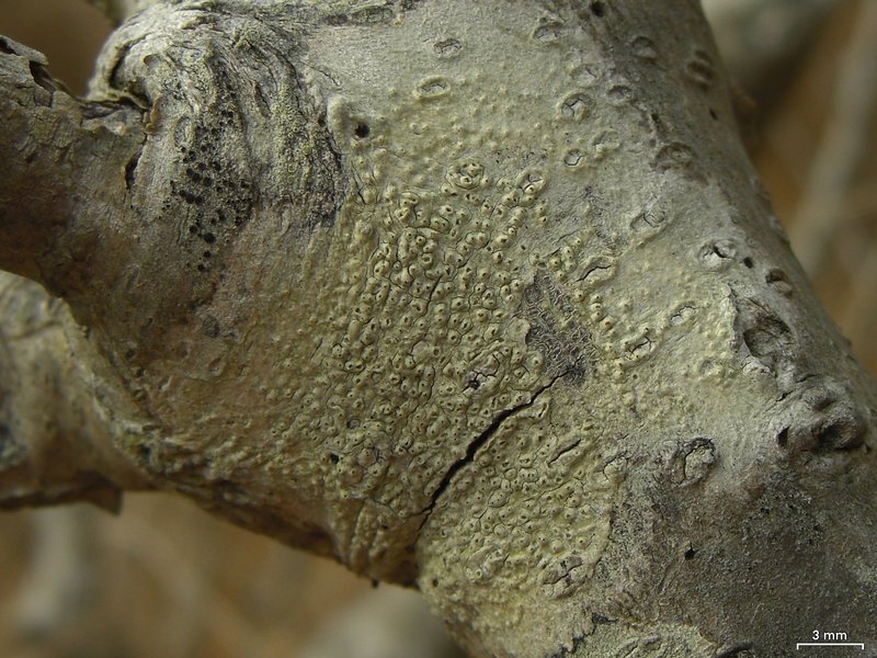 Pertusaria pustulata