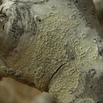 Pertusaria pustulata
