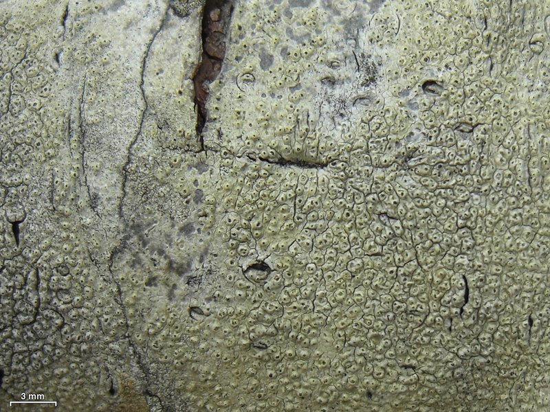 Pertusaria pustulata