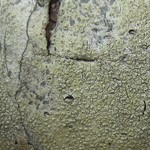 Pertusaria pustulata