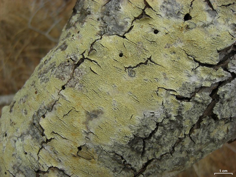 Pertusaria pustulata
