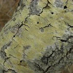 Pertusaria pustulata