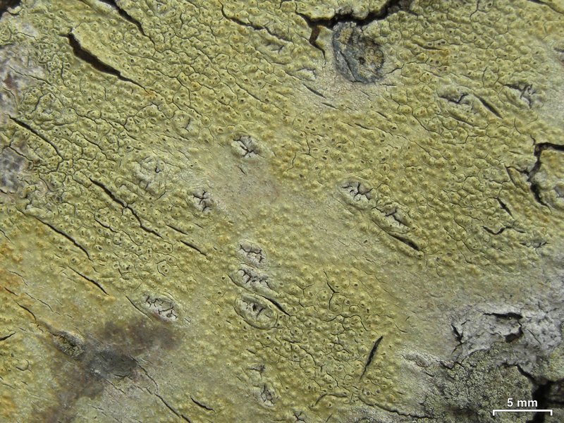Pertusaria pustulata