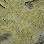 Pertusaria pustulata