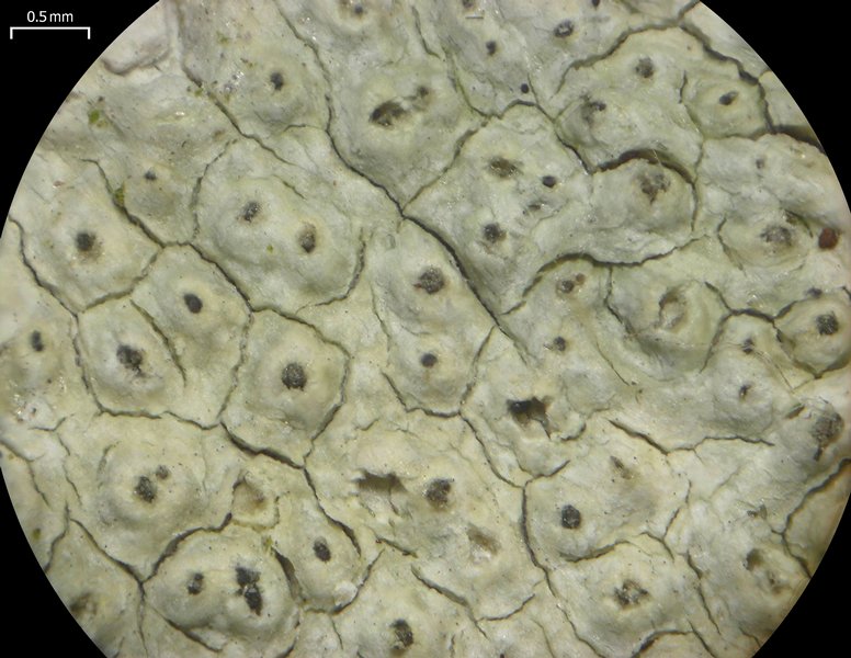 Pertusaria pustulata