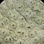 Pertusaria pustulata
