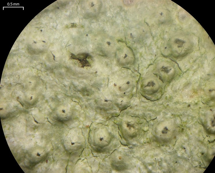 Pertusaria pustulata