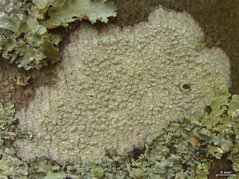 Pertusaria pustulata