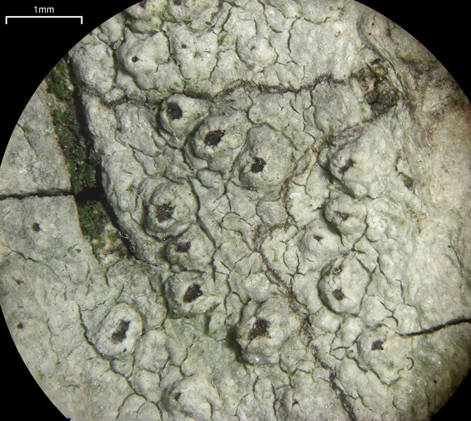 Pertusaria pustulata