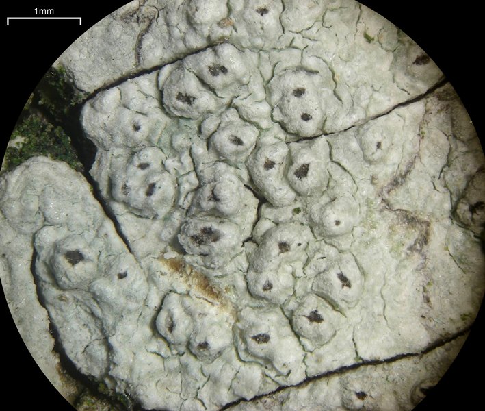 Pertusaria pustulata