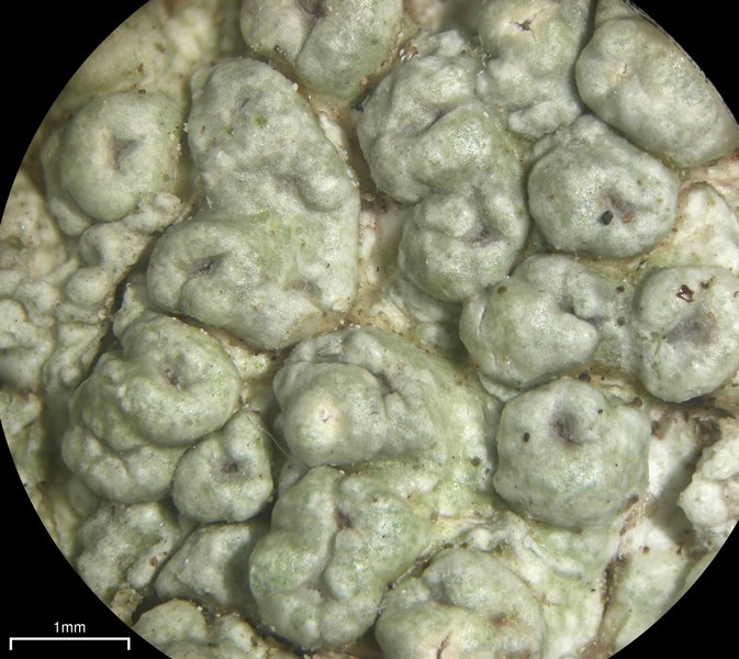 Pertusaria rubefacta