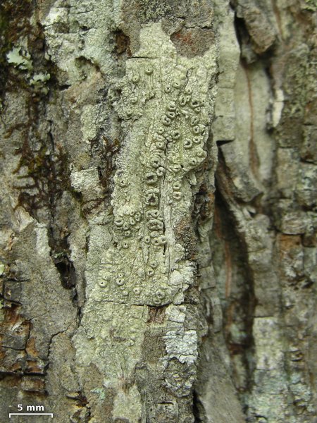 Pertusaria rubefacta