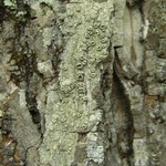 Pertusaria rubefacta