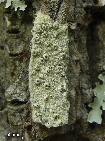 Pertusaria rubefacta