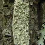 Pertusaria rubefacta