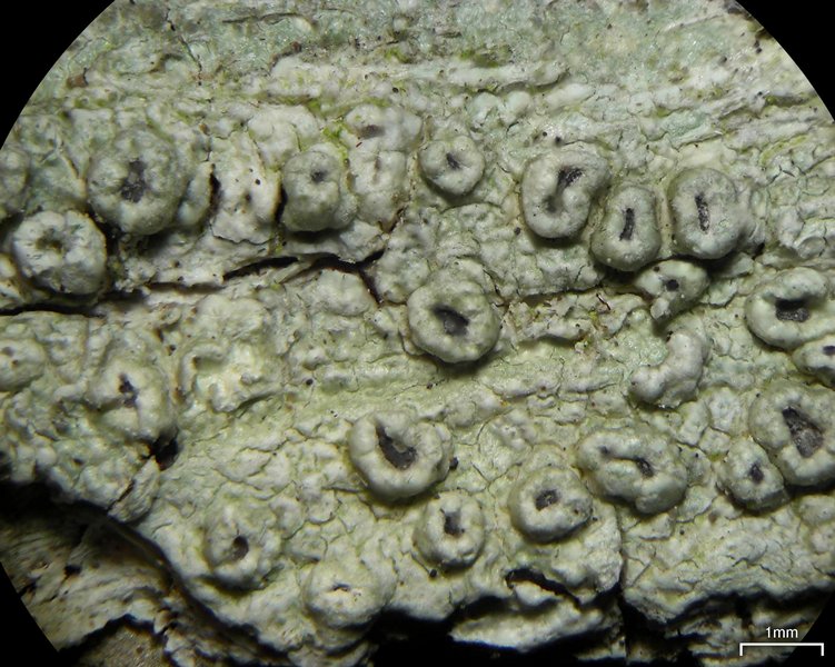 Pertusaria rubefacta