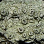 Pertusaria rubefacta