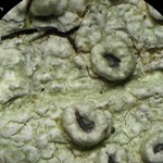 Pertusaria rubefacta